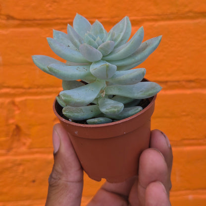 2.5" Graptoveria Opalina