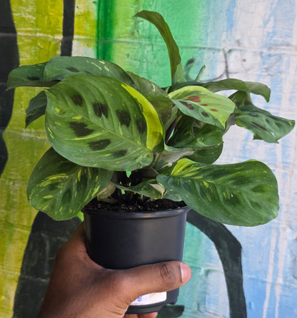4" Maranta Green Variegated