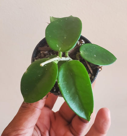 2.5" Hoya Chouke