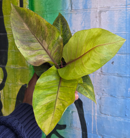 5” Anthurium Hookeri Variegata