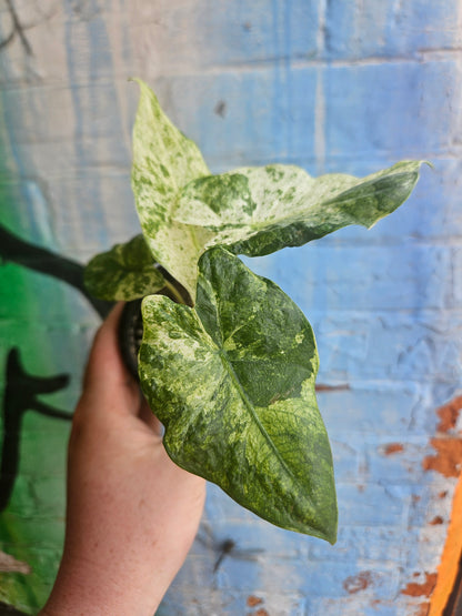 3.5” Alocasia Odora Albo Variegated