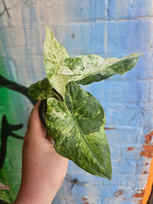 3.5” Alocasia Odora Albo Variegated