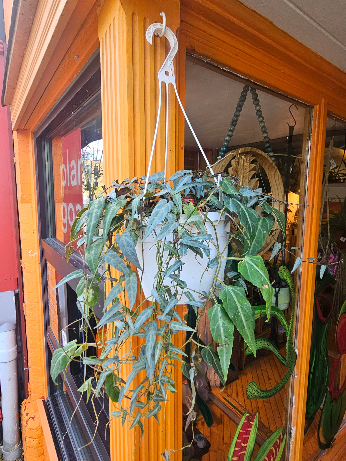 8” Cissus Amazonica Hanging Basket