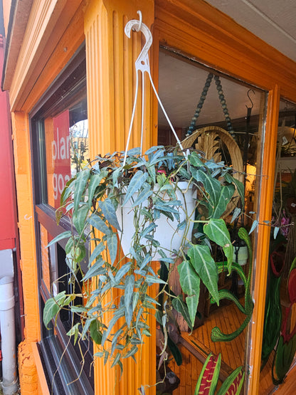 8” Cissus Amazonica Hanging Basket