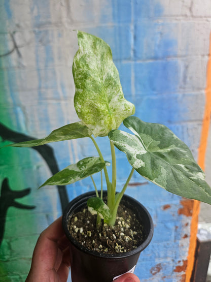 3.5” Alocasia Odora Albo Variegated