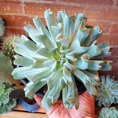 6" Echeveria Runyonii