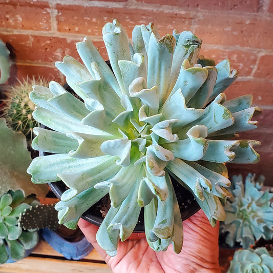 6" Echeveria Runyonii