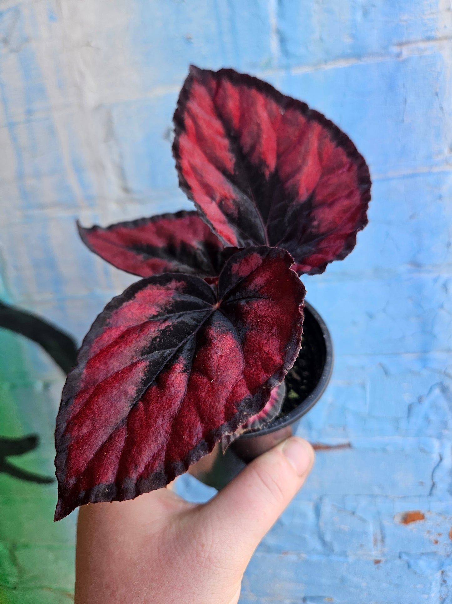 4" Begonia Rex Red Kiss