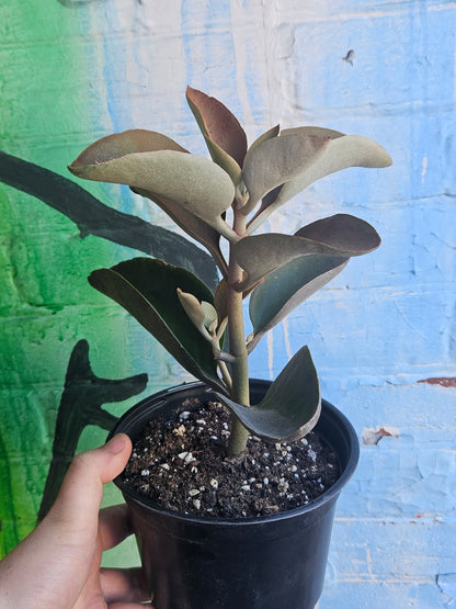 6" Kalanchoe orgyalis
