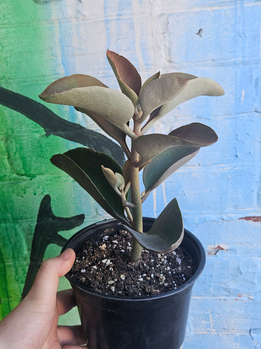 6" Kalanchoe orgyalis