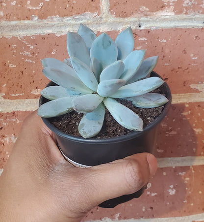 3.5" Sedeveria Lilac Mist