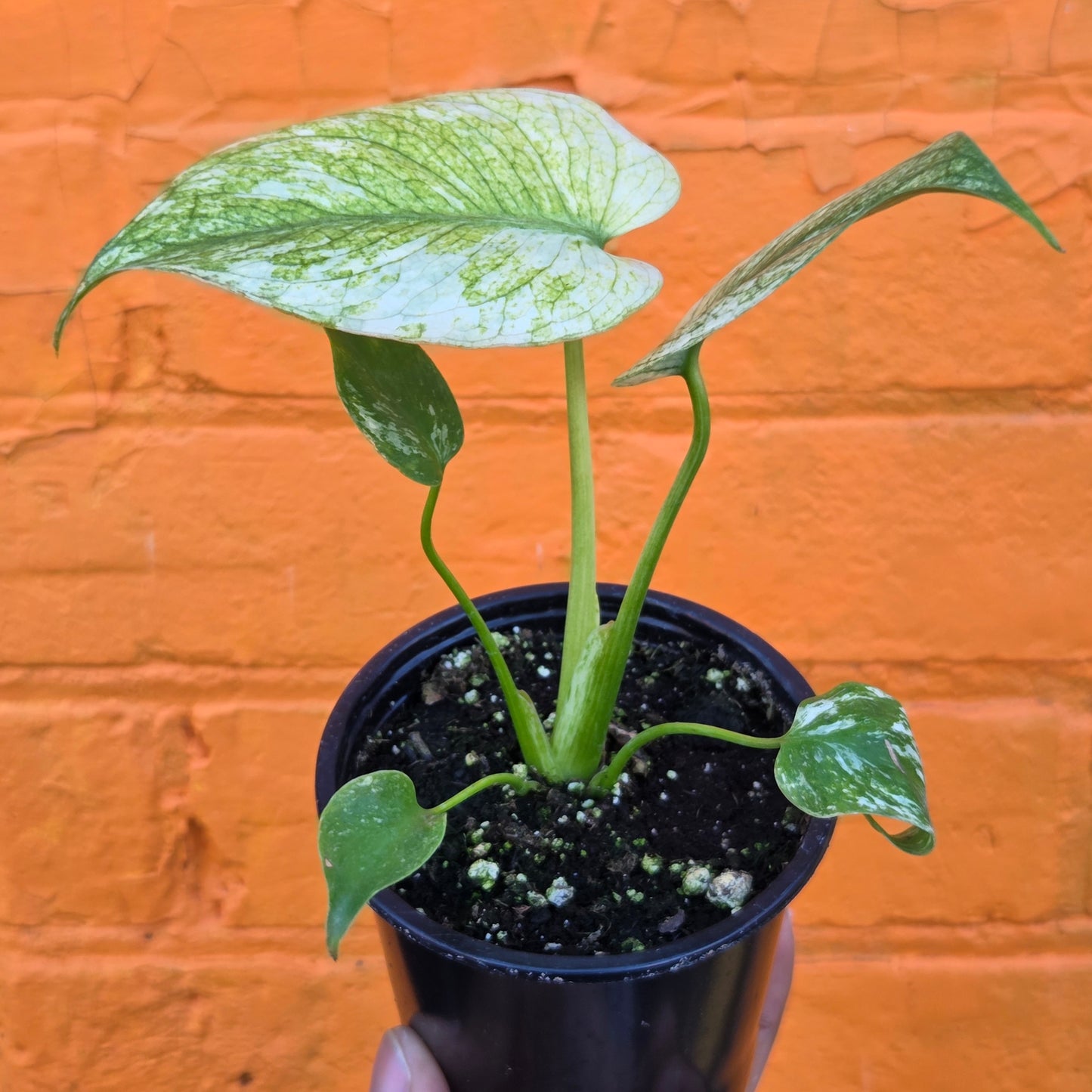 3.5” Monstera White Monster