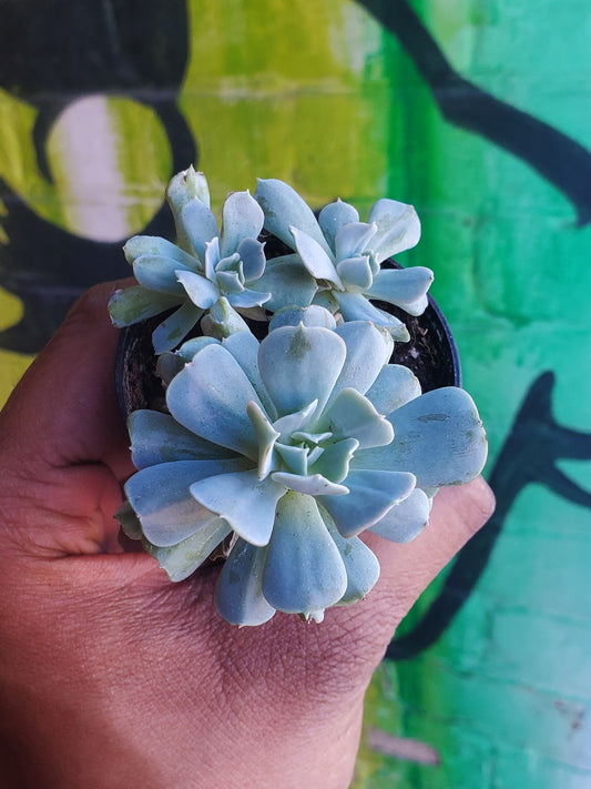 2.5" Echeveria Runyonii