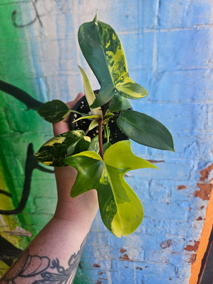 4” Philodendron Florida Beauty