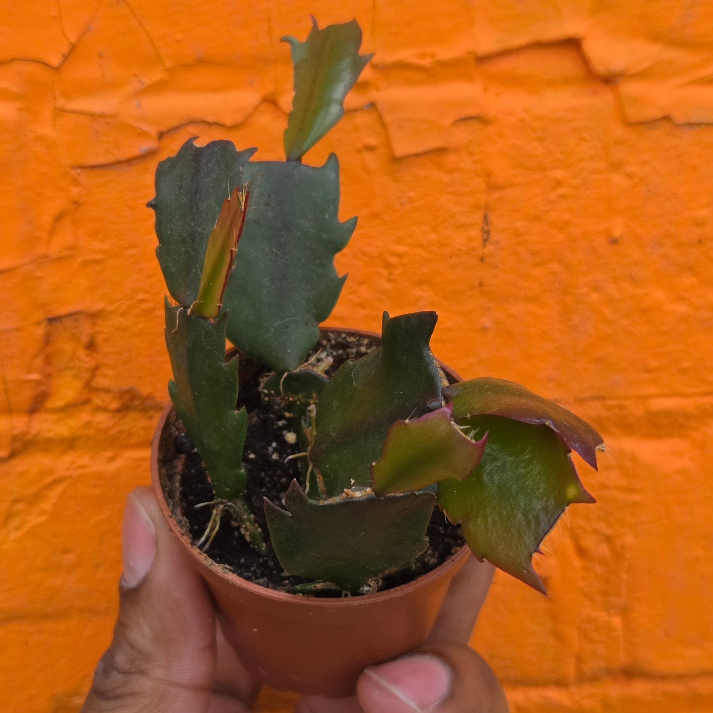 2.5" Christmas Cactus