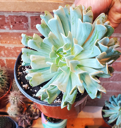 6" Echeveria Runyonii