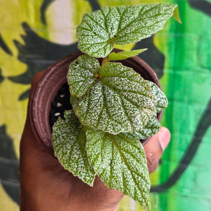 3.5" Begonia Sinbad