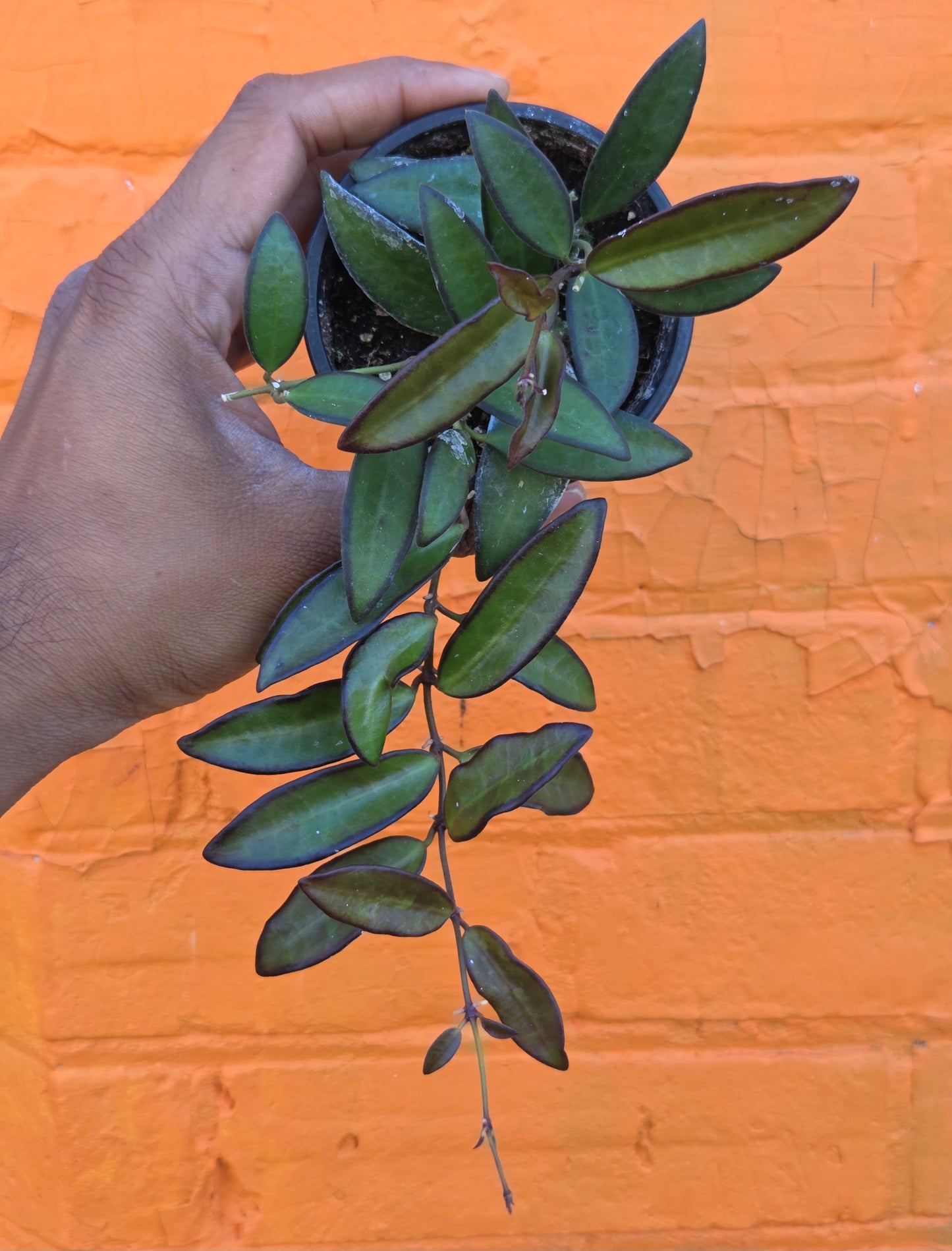 3.5" Hoya Rosita