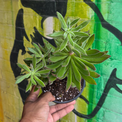 5" Echeveria Harmsii
