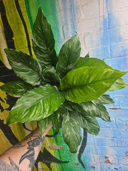 5" Spathiphyllum Domino
