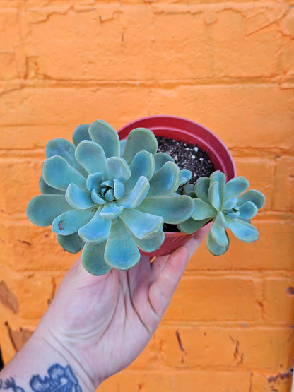 4" Echeveria Elegans