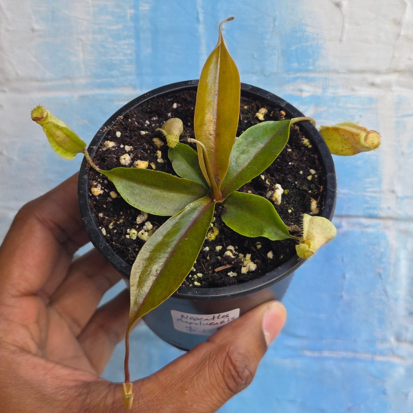 3.5" Nepenthes Mapuluensis | Pitcher Plant