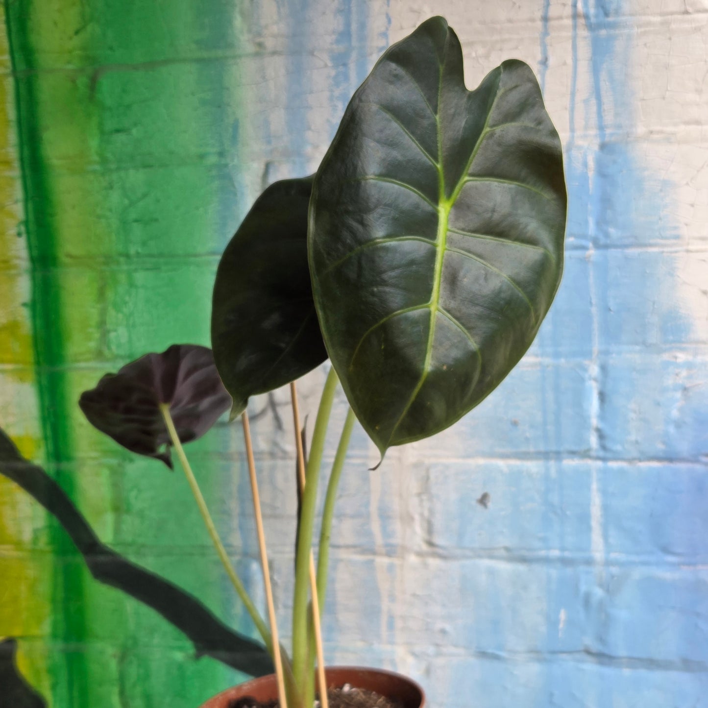 5" Alocasia Golden Bone