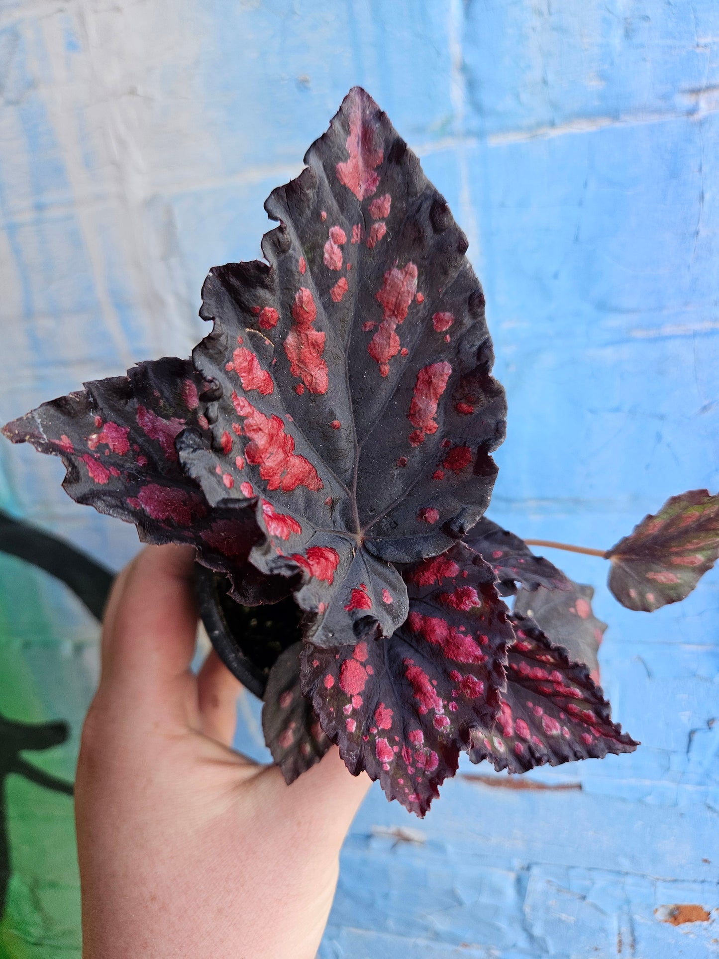 3.5" Begonia Rex Etna