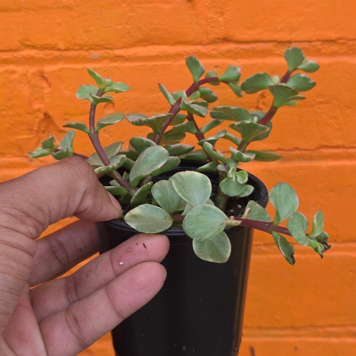 3.5" Variegated Portulacaria afra | Elephant Bush