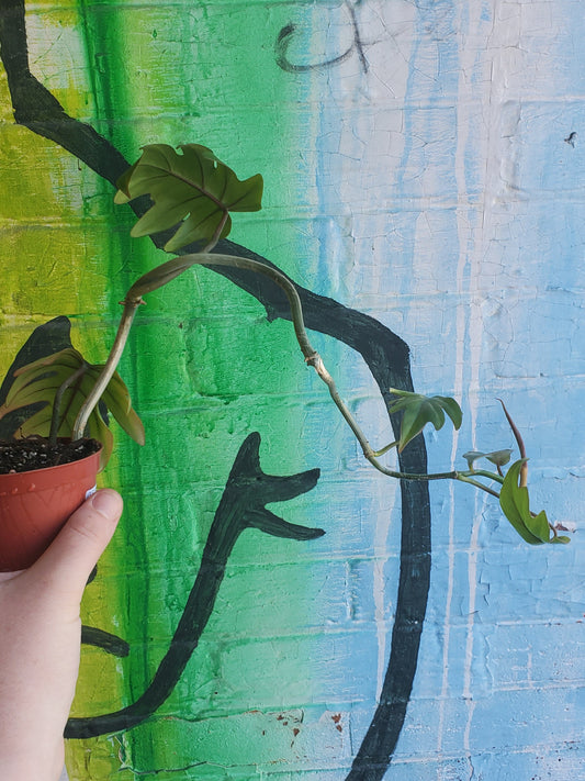 3.5" Philodendron Tahiti