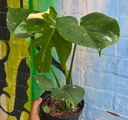 6” Monstera Thai Constellation