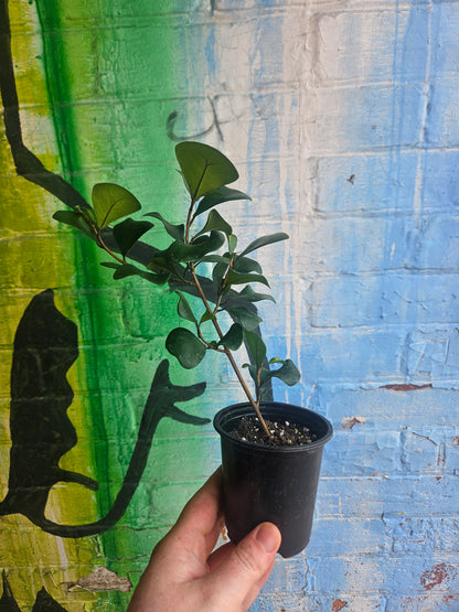 3.5" Ficus triangularis Green