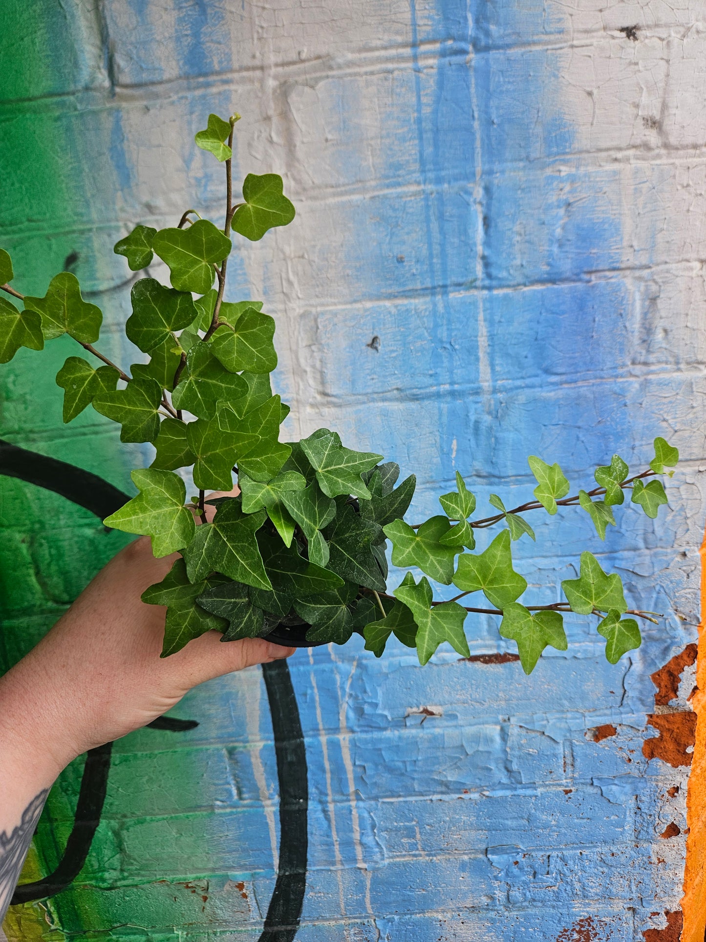 3.5” Baltic Ivy