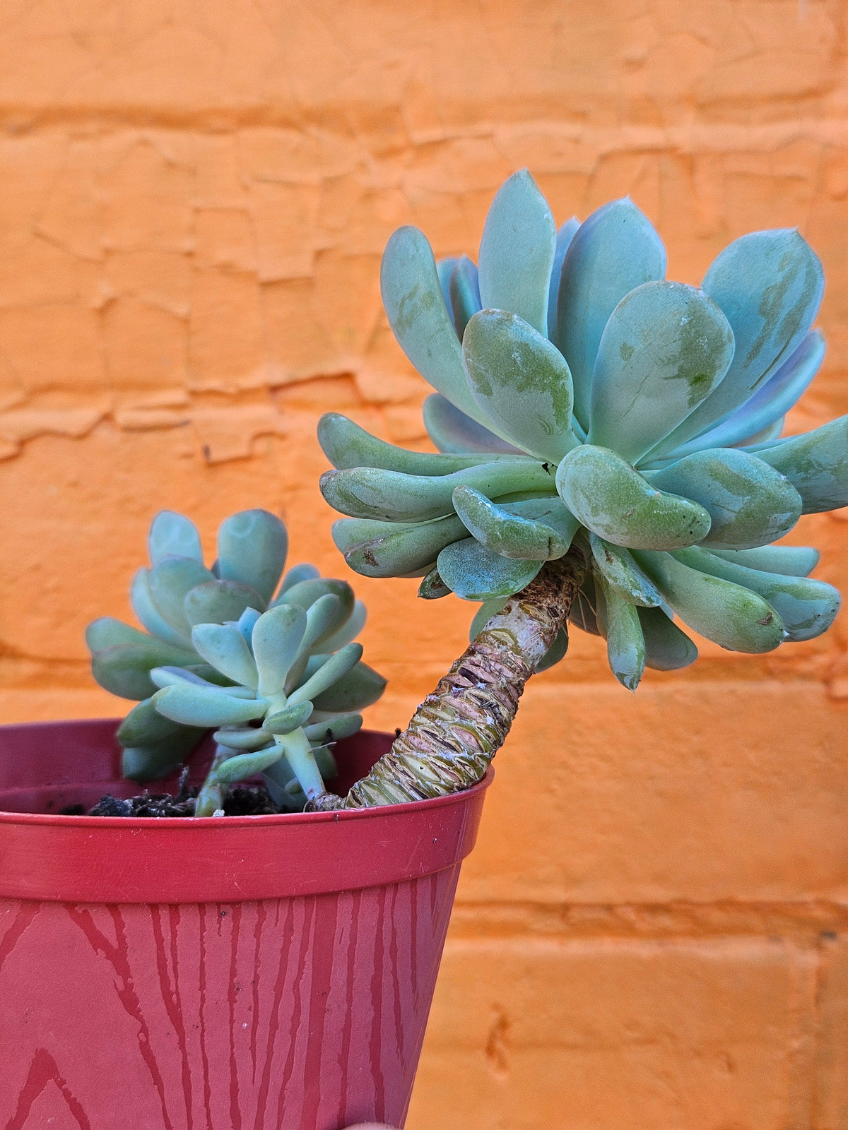 4" Echeveria Elegans
