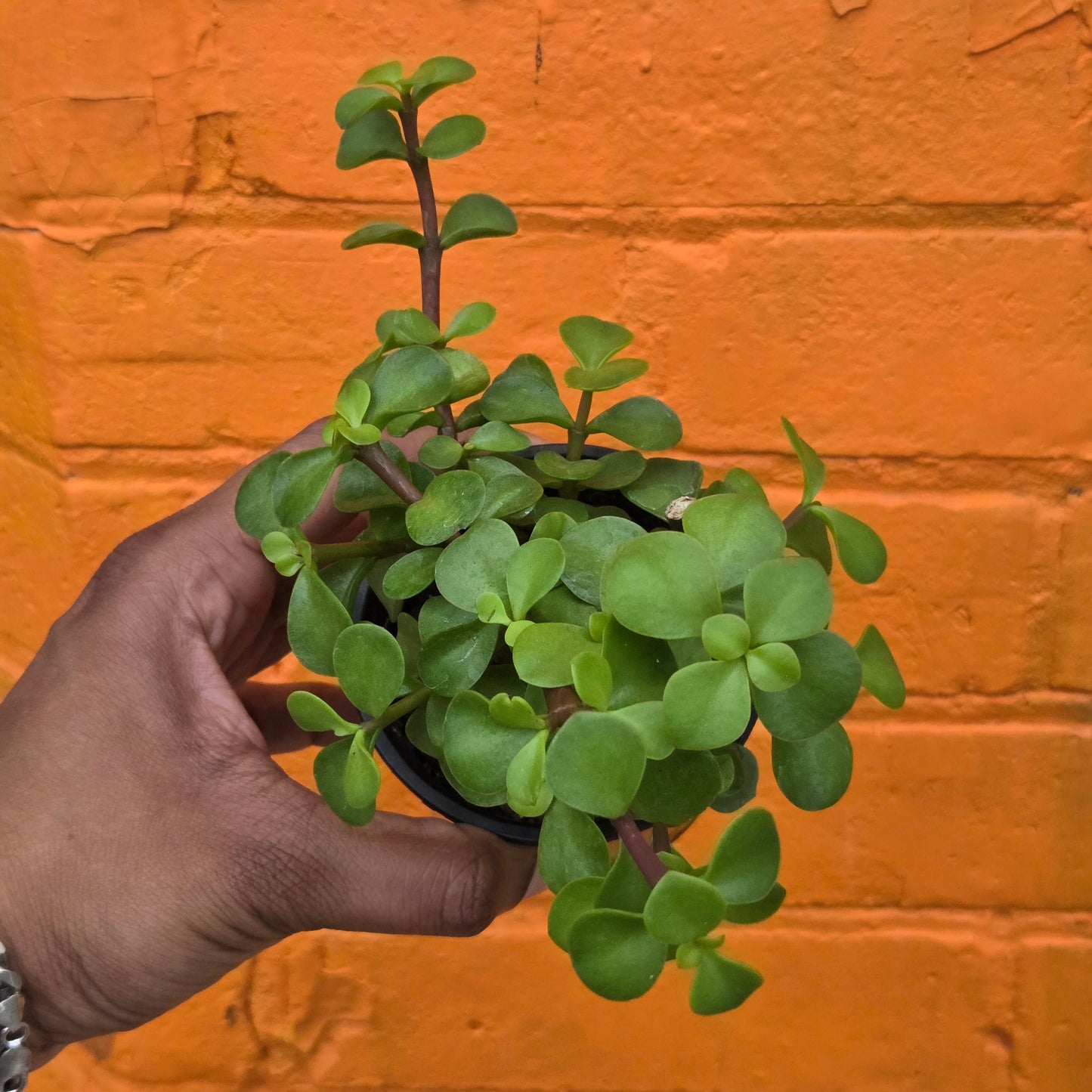 3.5" Portulacaria afra | Elephant Bush