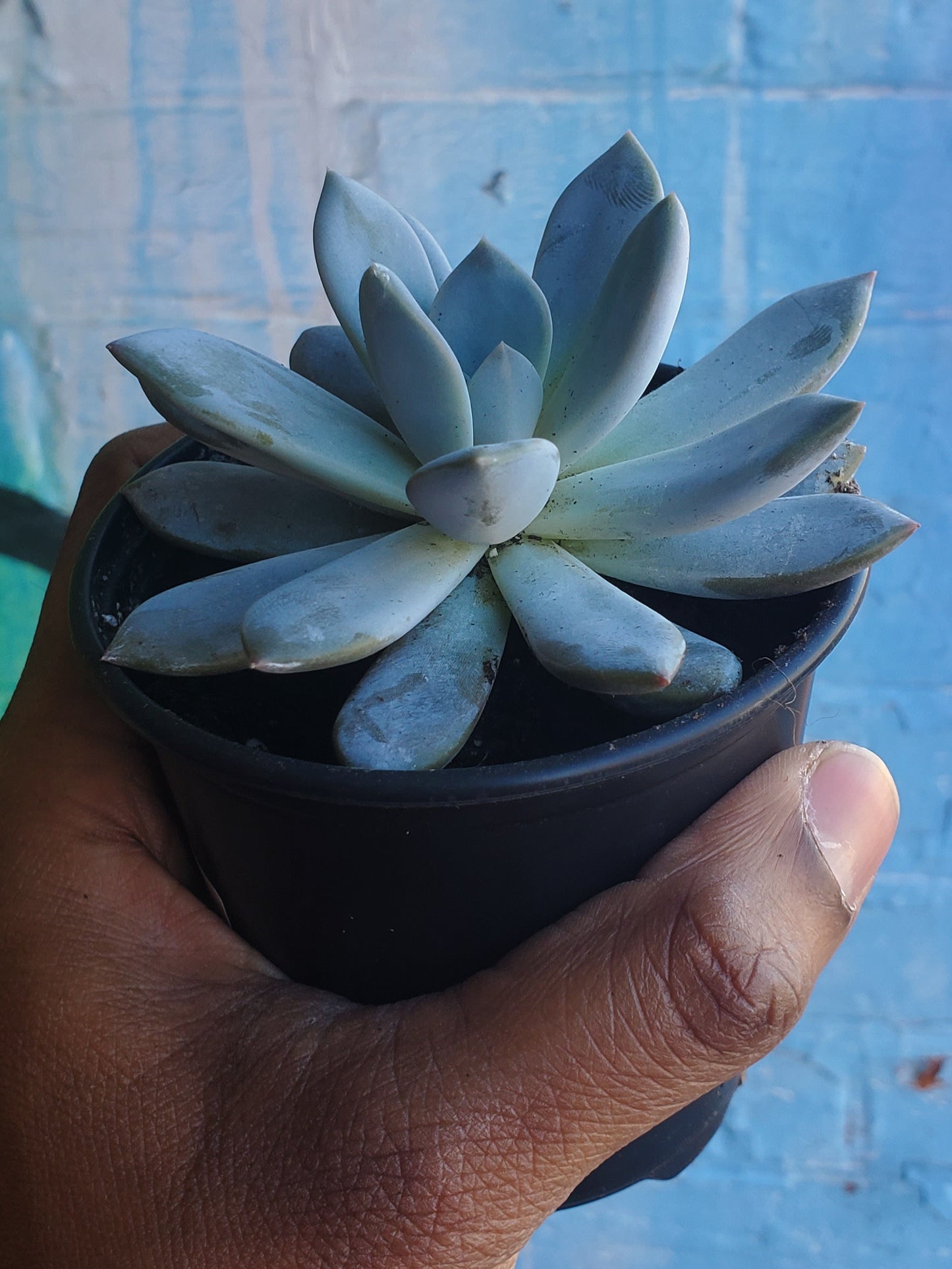 3.5" Sedeveria Lilac Mist