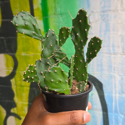 4" Opuntia jamaicensis