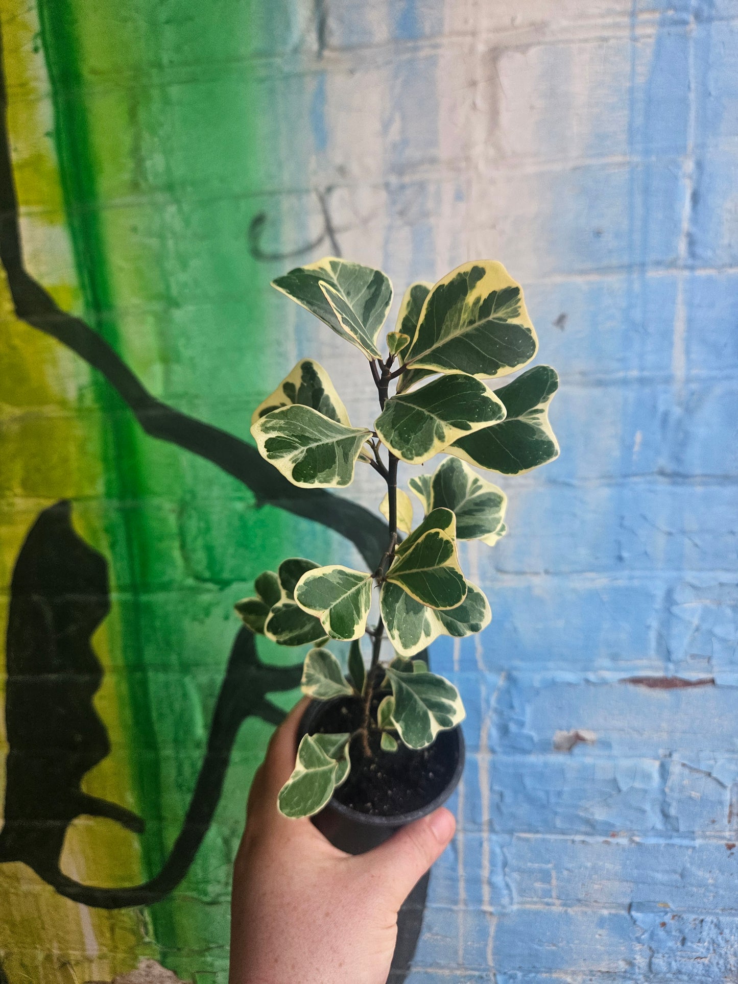 4" Ficus Triangularis Variegated