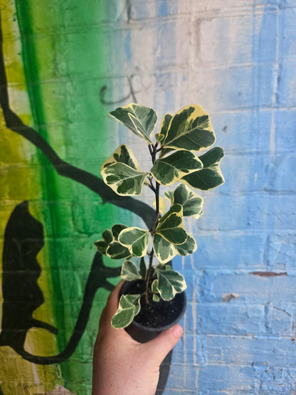 4" Ficus Triangularis Variegated