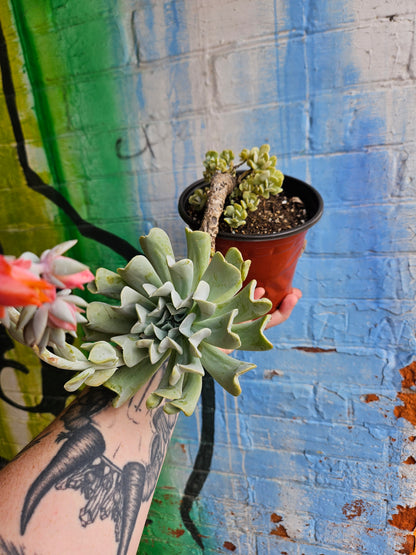 6" Echeveria Runyonii Topsy-Turvy