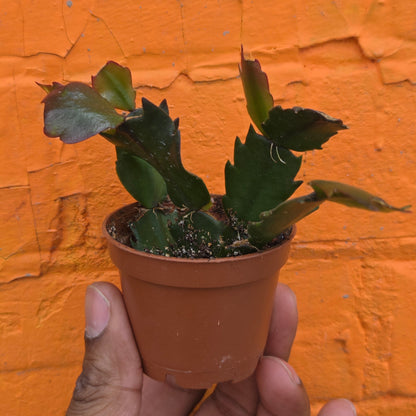 2.5" Christmas Cactus