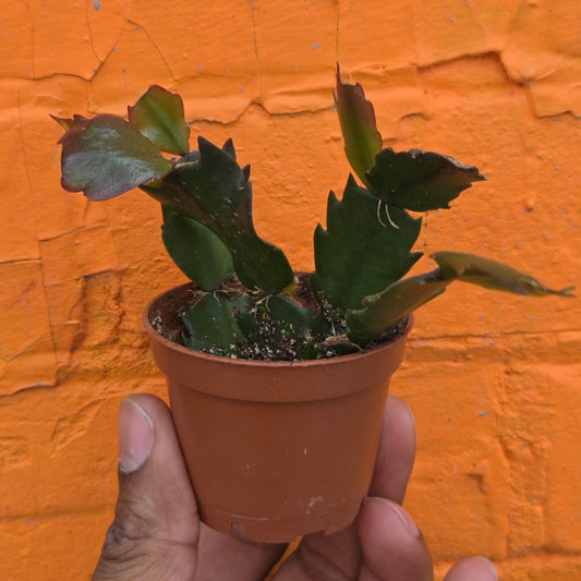 2.5" Christmas Cactus