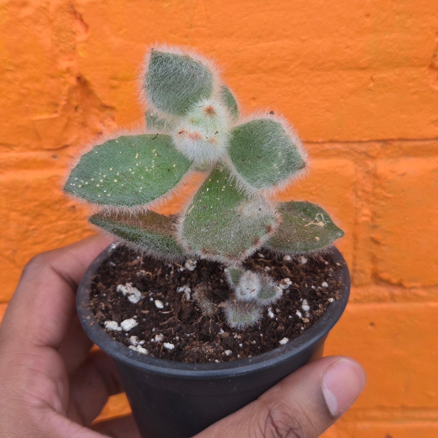 3.5" Kalanchoe Tomentosa
