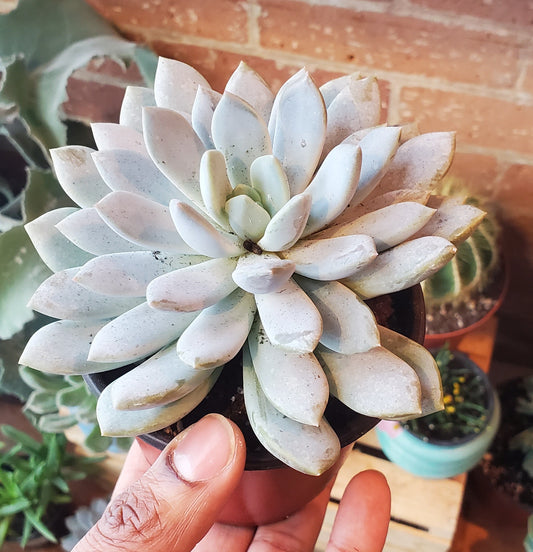 4" Sedeveria Lilac Mist