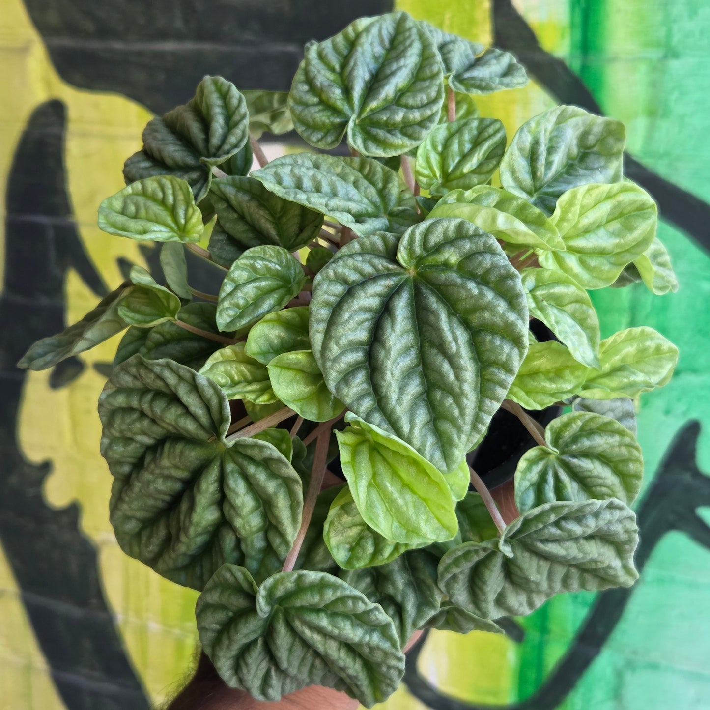 3.5" Peperomia Silver Ripple