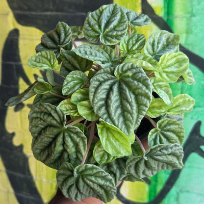 3.5" Peperomia Silver Ripple