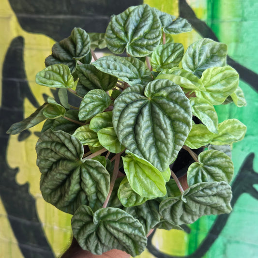 3.5" Peperomia Silver Ripple