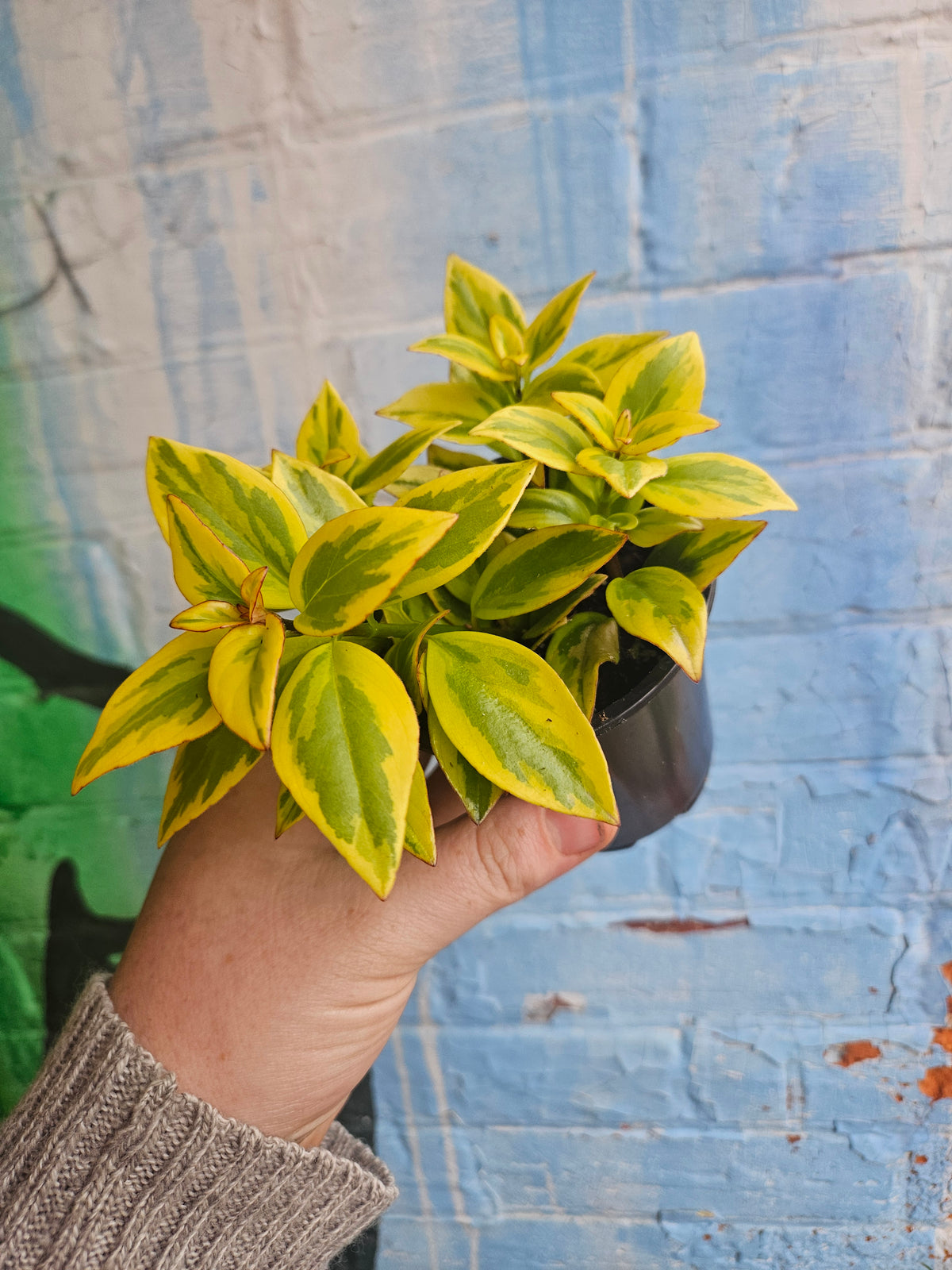 4" Nematanthus Aura Gold
