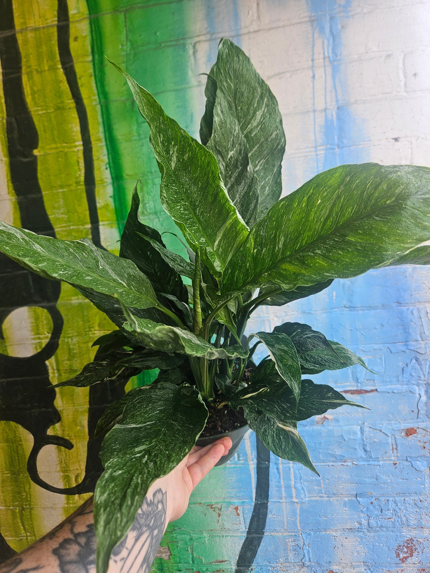 6" Spathiphyllum Diamond