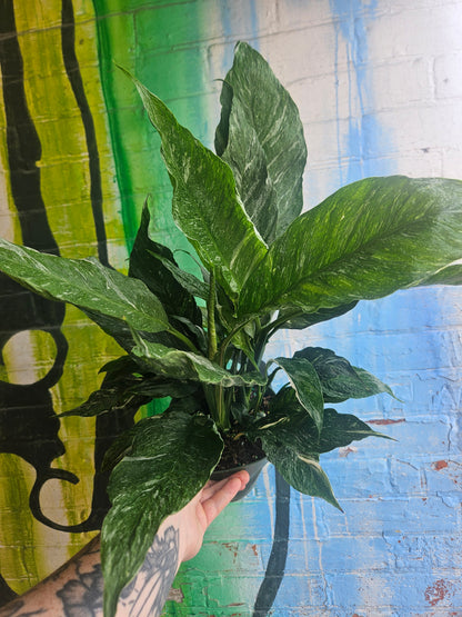 6" Spathiphyllum Diamond